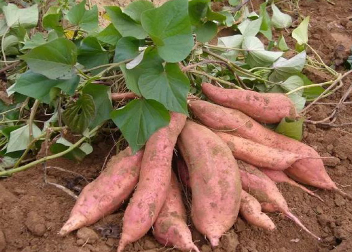 丽星设备厂家总结红薯采收的 3 个信号 丽星设备厂家总结红薯采收的 3 个信号