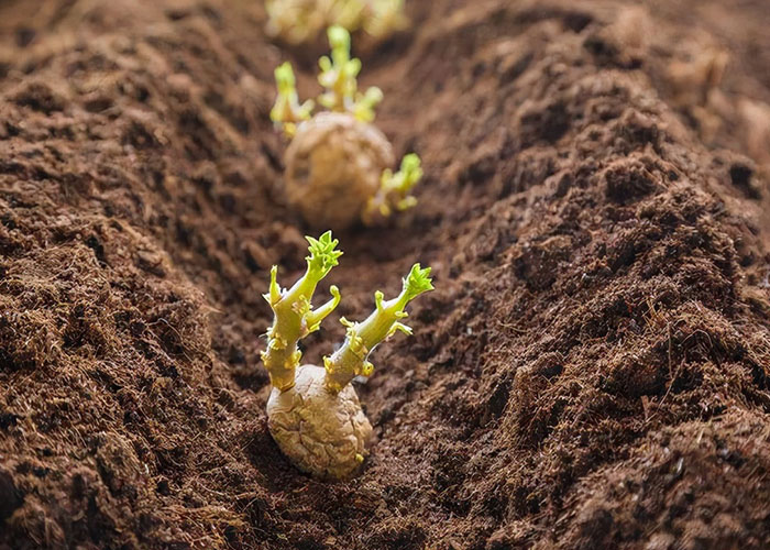 丽星淀粉设备厂家分析马铃薯科学种植技术要点